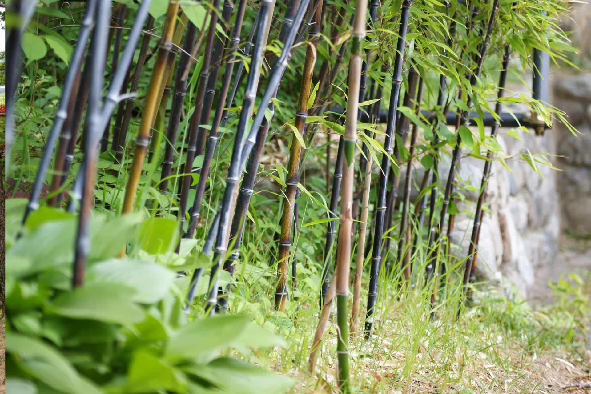 BlackBamboo_Bunch.jpeg
