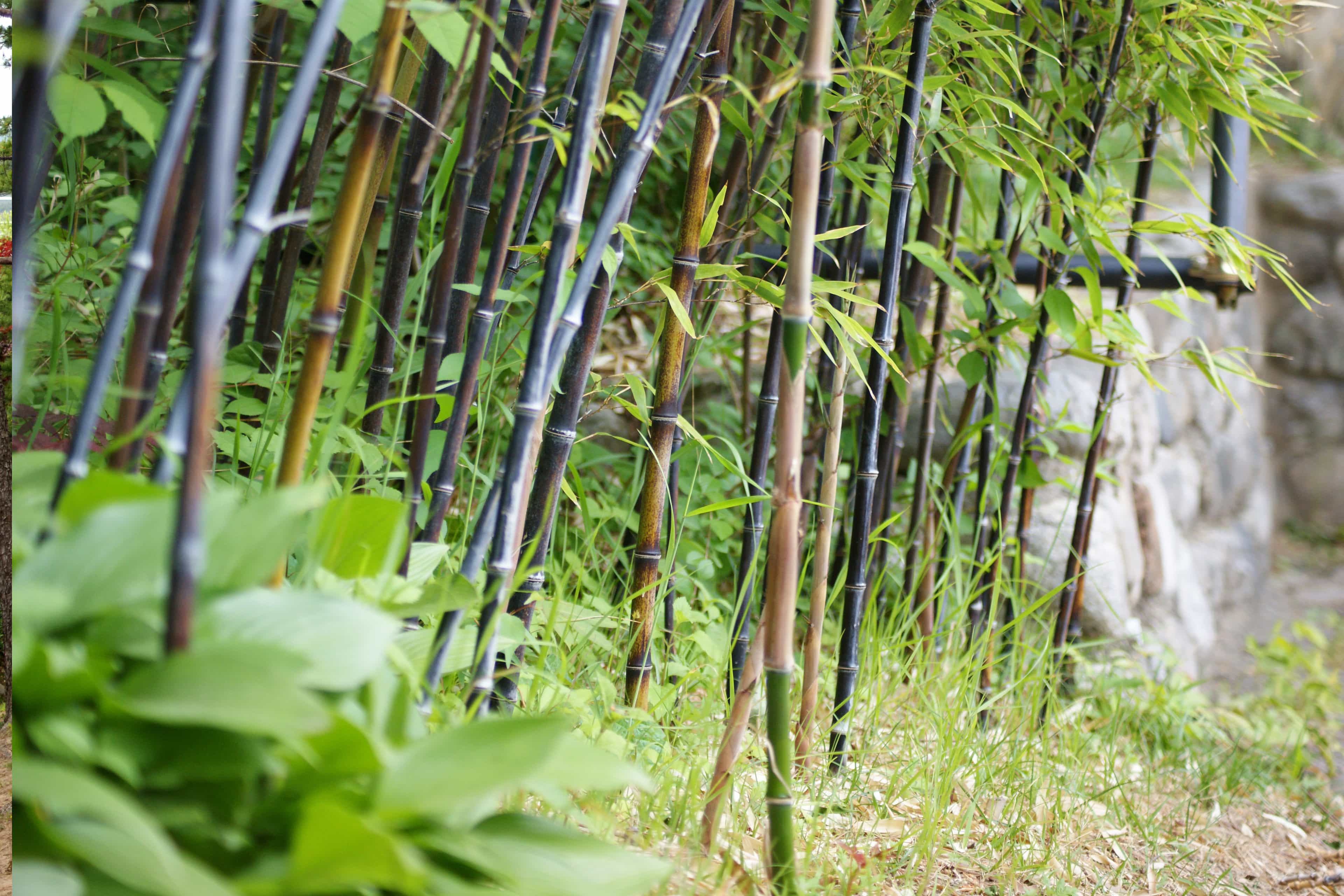 BlackBamboo_Bunch.jpeg