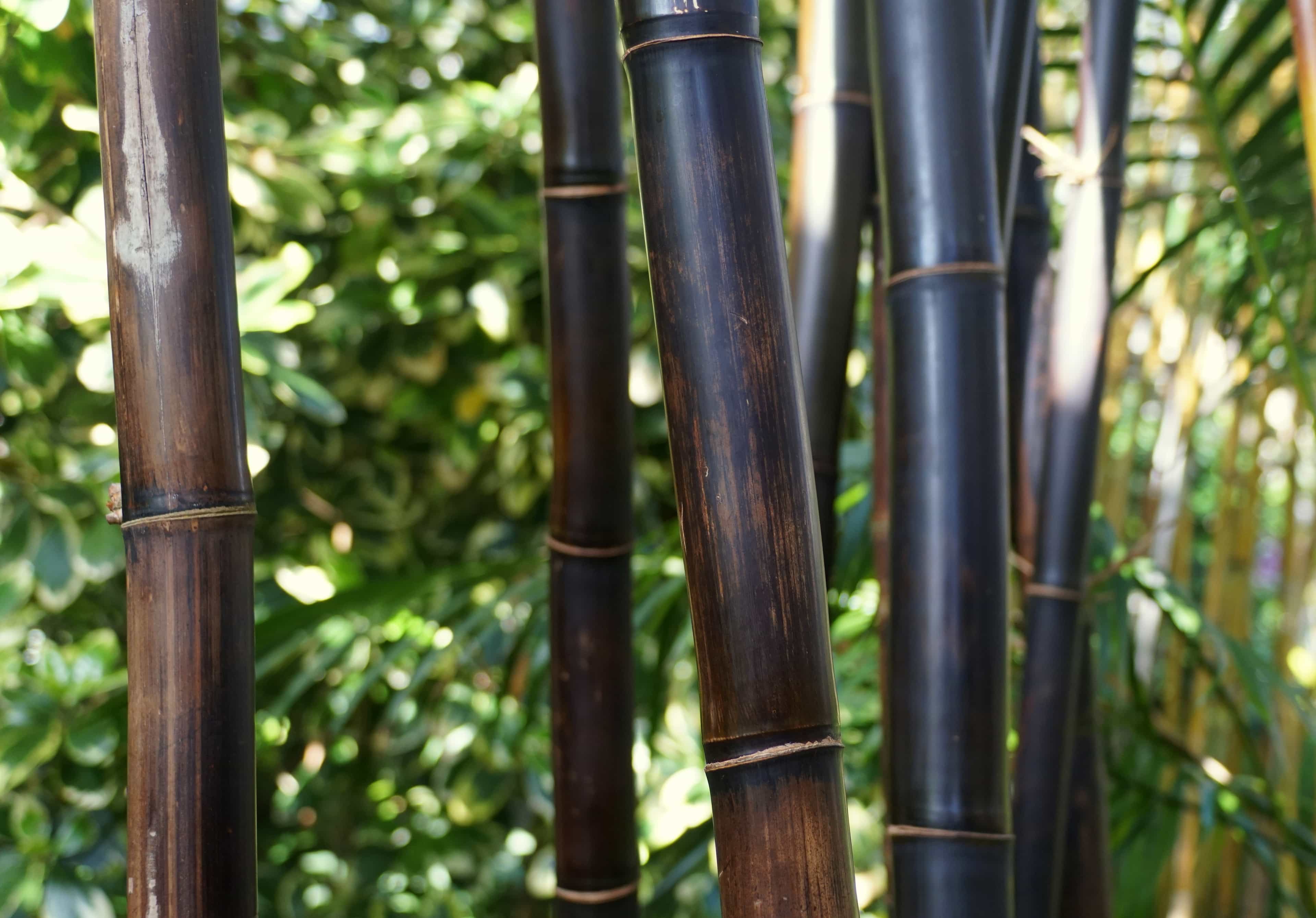 BlackBamboo_Stalks.jpeg