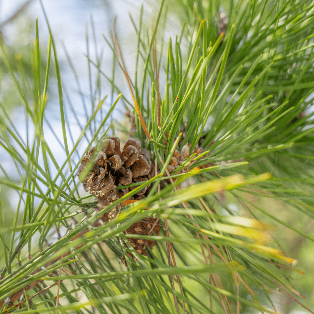 Close Up Photo of Black Japanese Pine