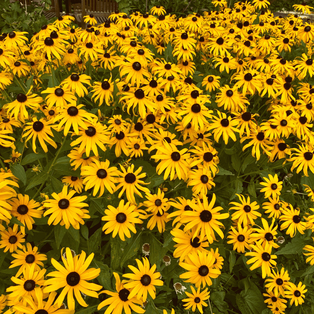Vibrant Blooming Black-eyed Susans Plant With Beautiful Golden Flowers