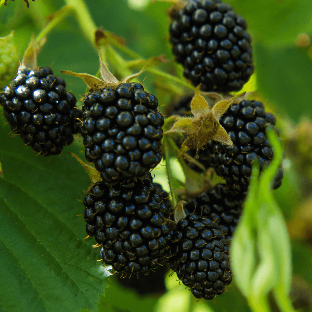 Delicious looking Blackberries growing on a vine 