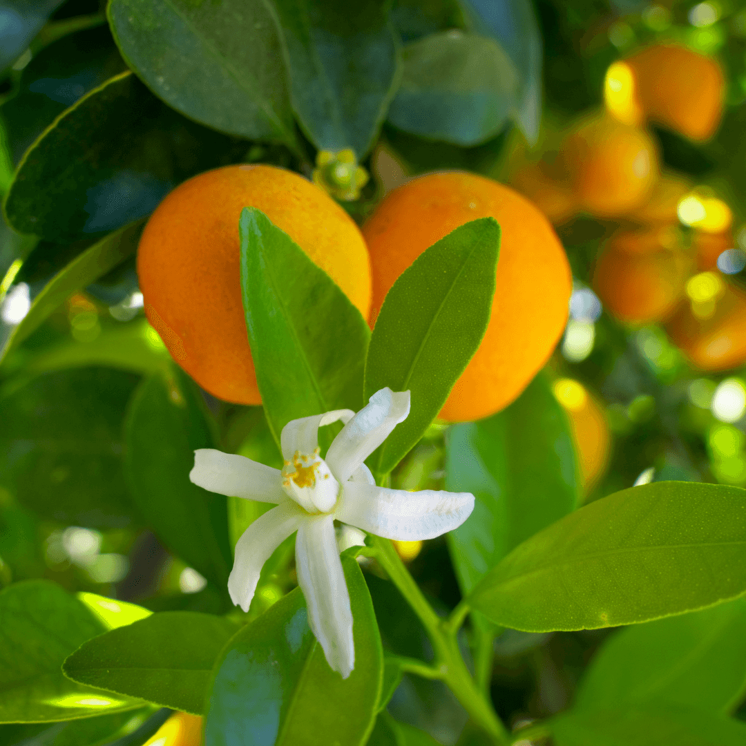 Blood Orange Citrus Flower & Fruit