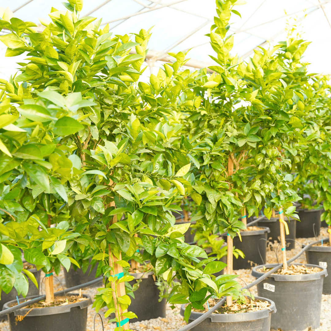 Blood Orange Citrus Trees