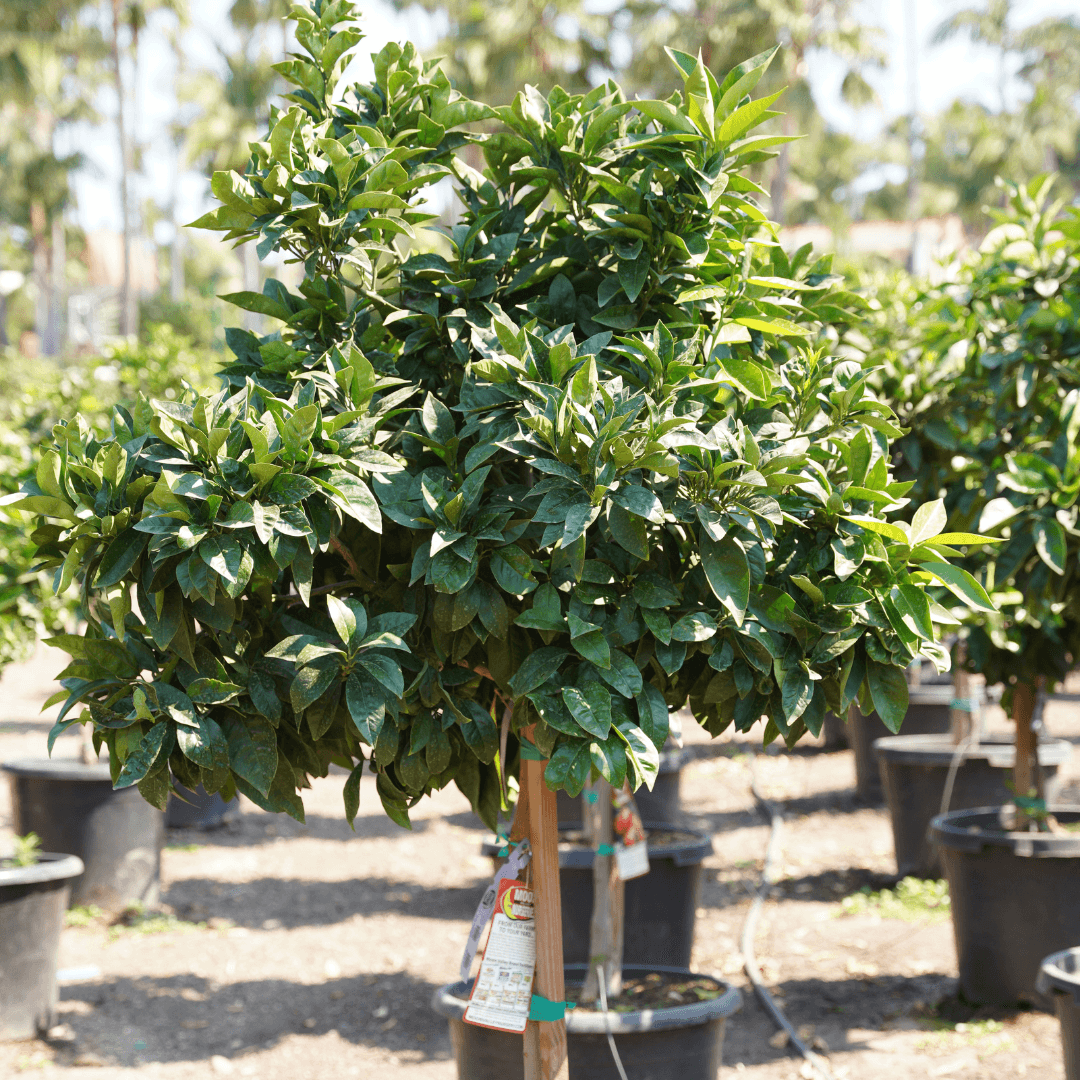 Single Blood Orange Tree