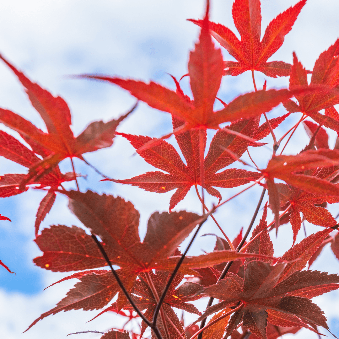 Bloodgood Japanese Maple Leaves