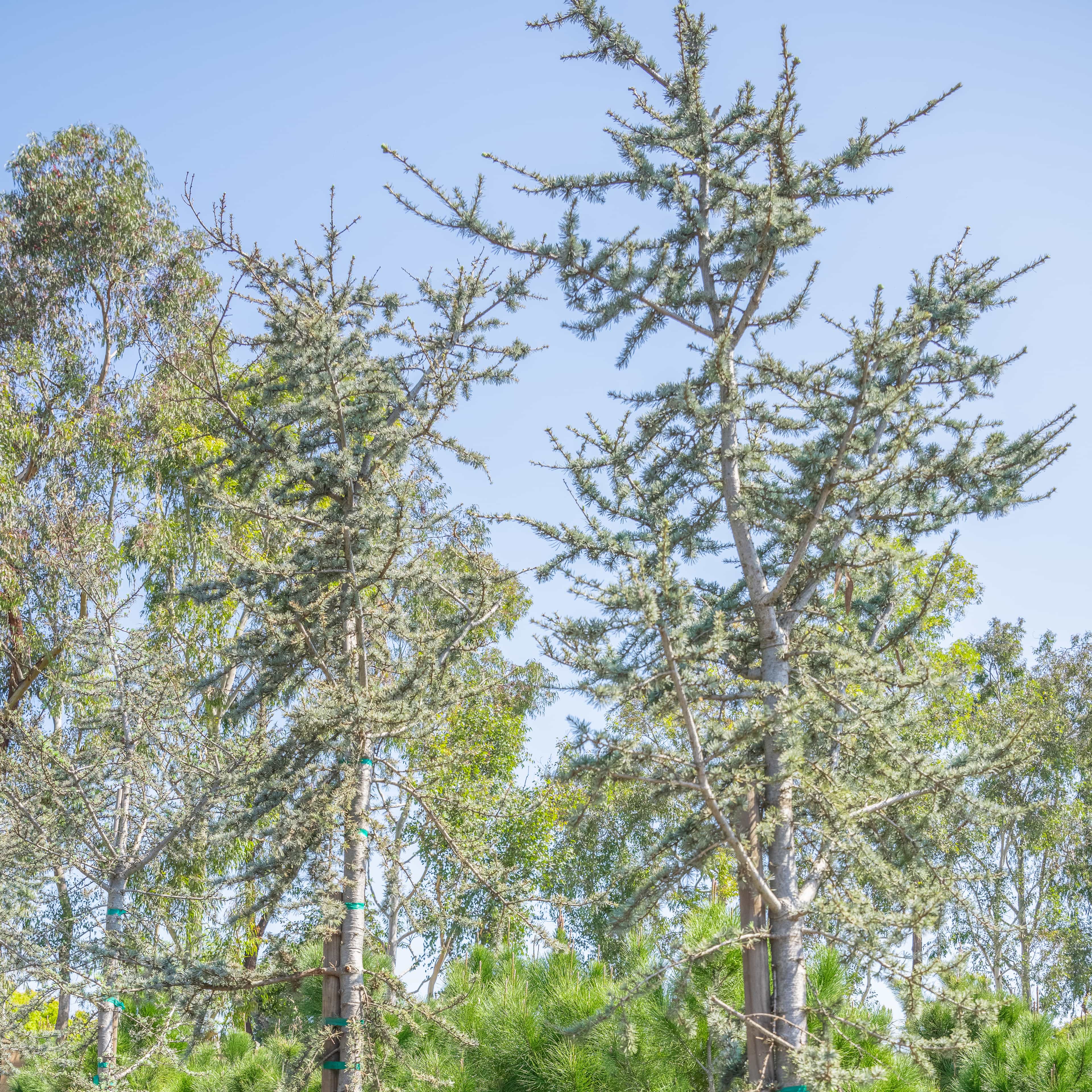 Blue Atlas Cedar Tree Canopy.