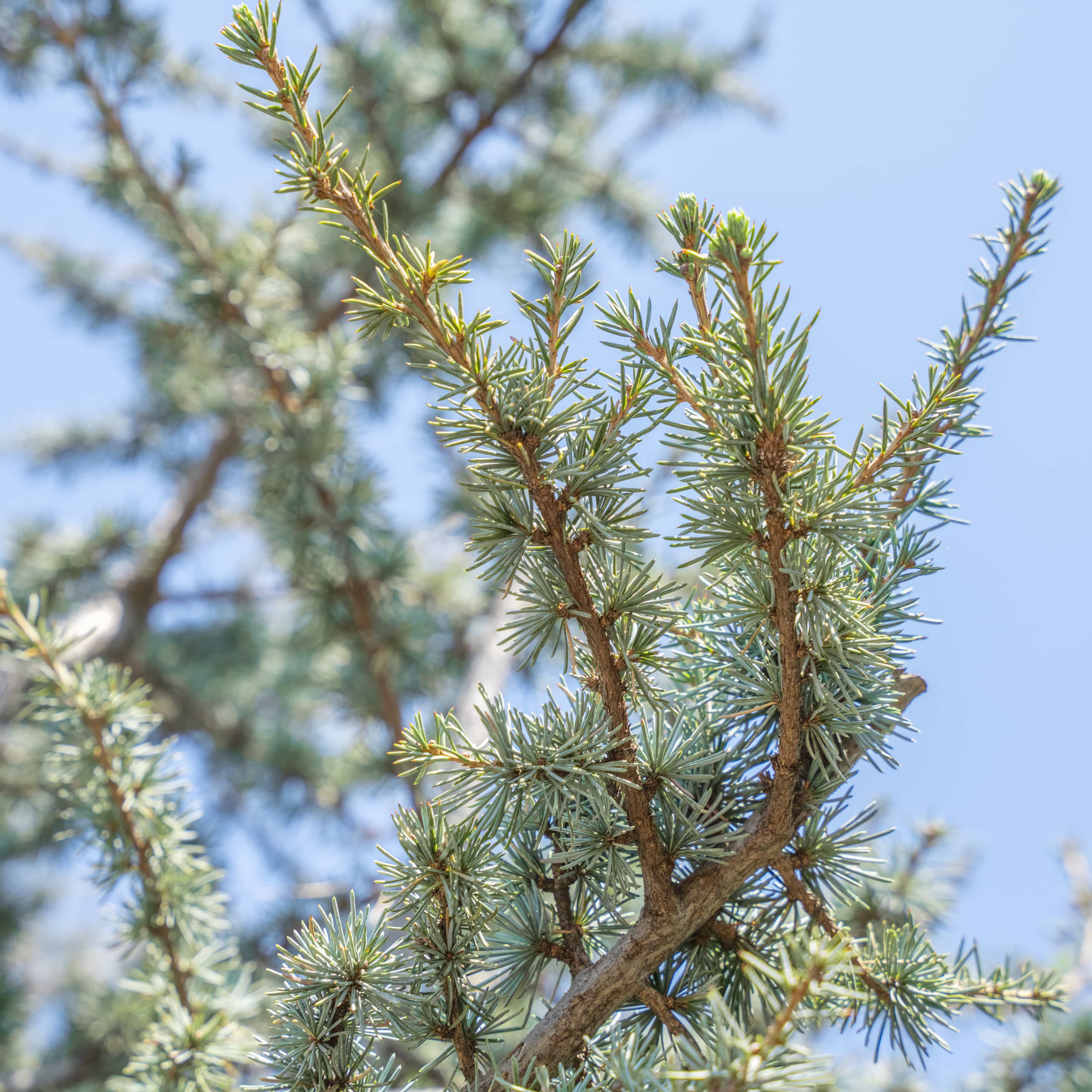 Blue Atlas Cedar closeup