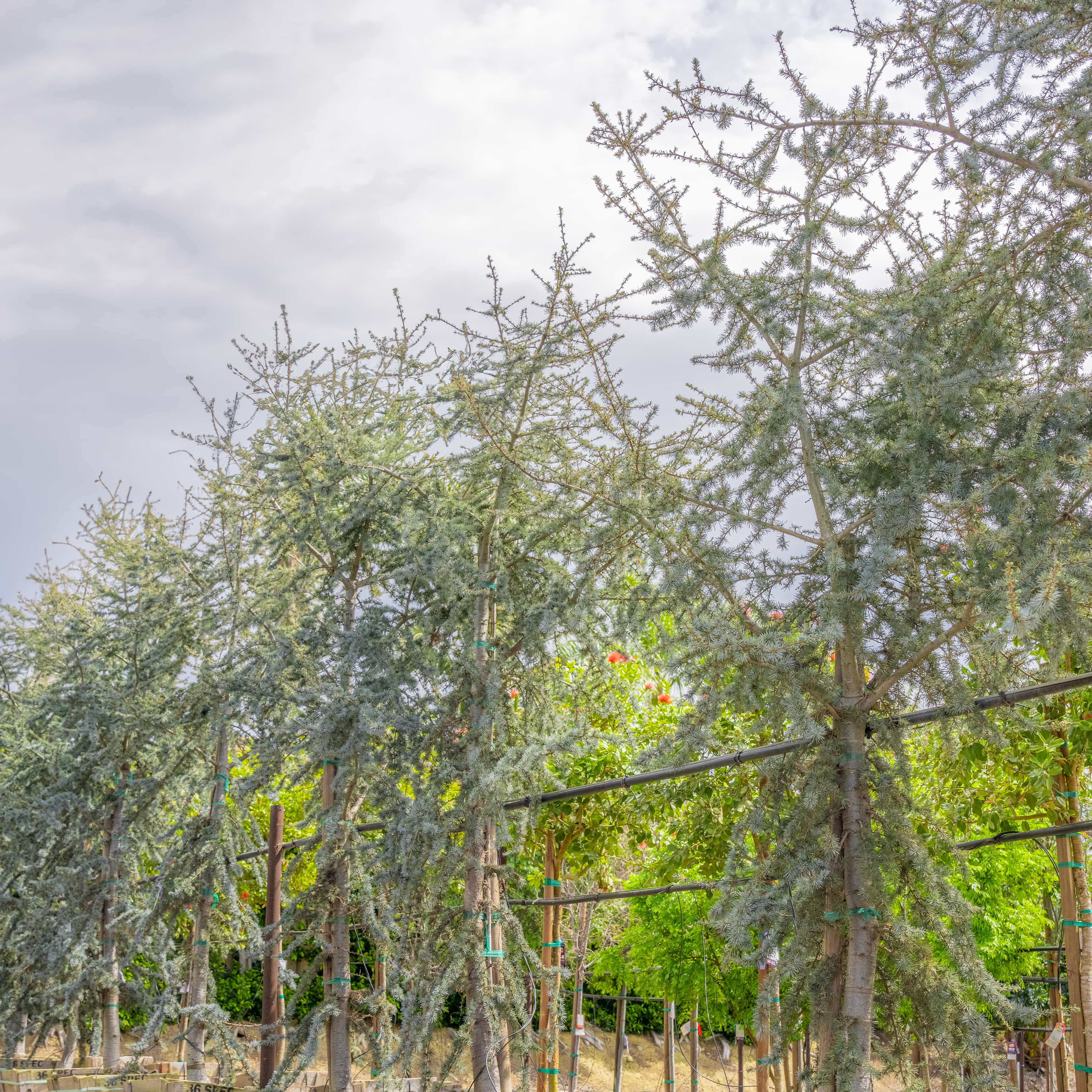 Blue Atlas Cedar row