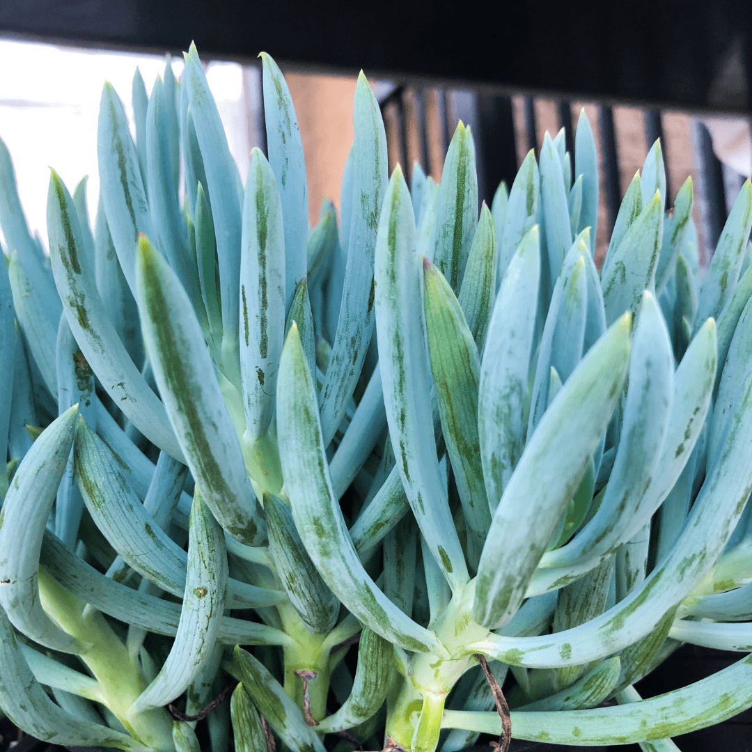 Blue Chalksticks