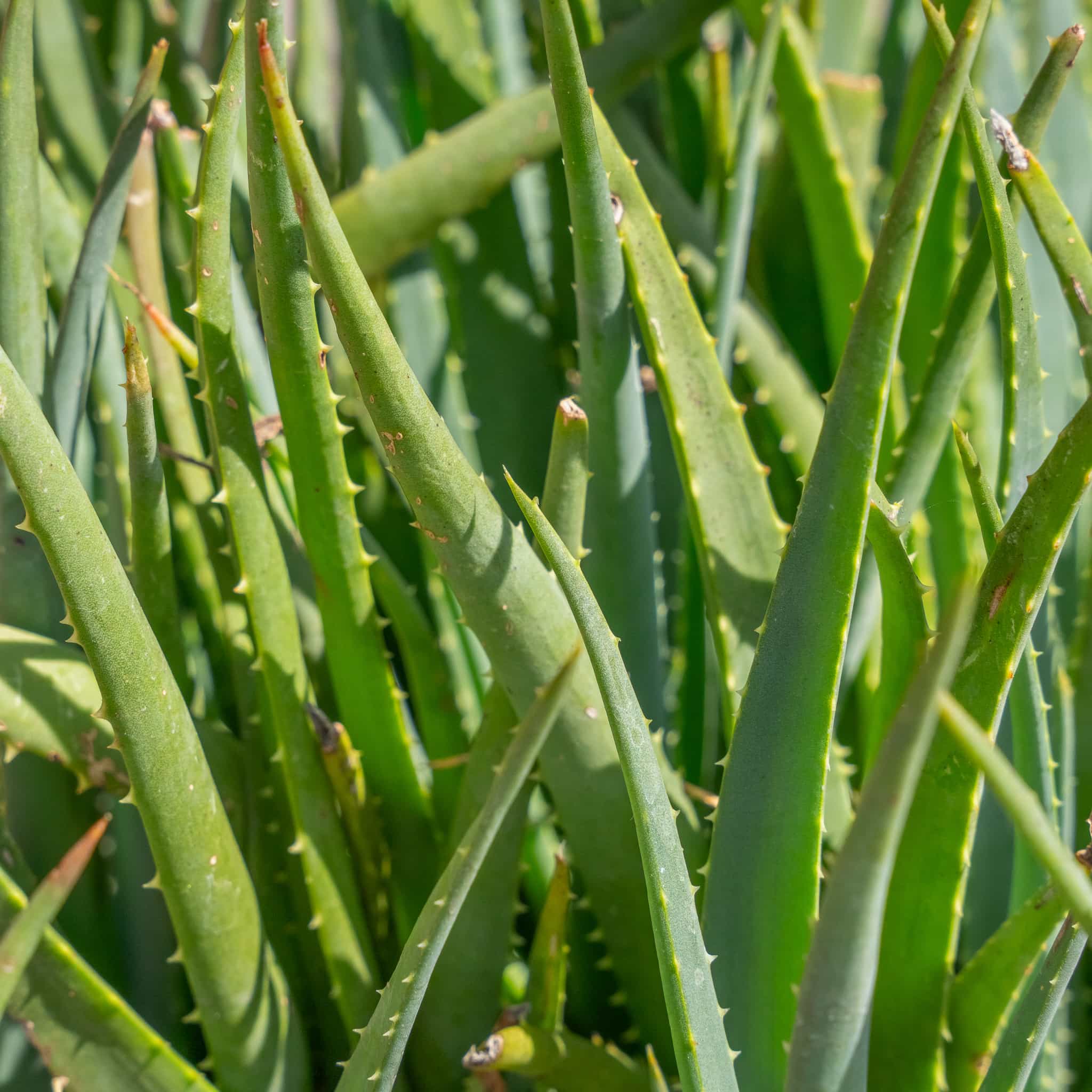 Blue Elf Aloe