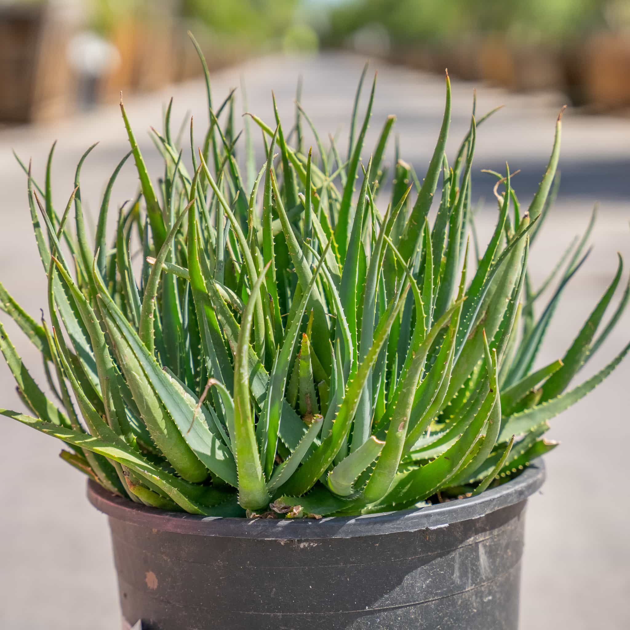 Blue Elf Aloe