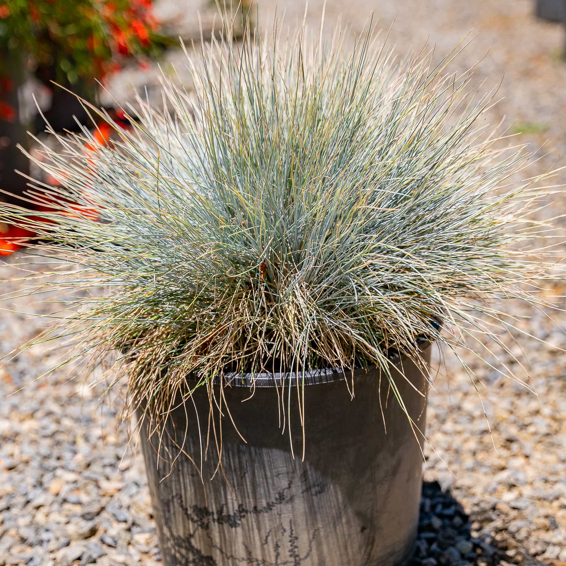 Blue Fescue Grass