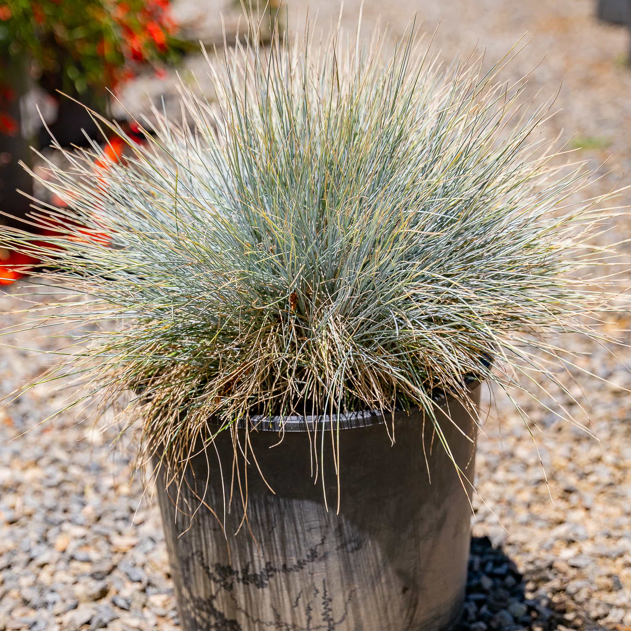Blue Fescue Grass