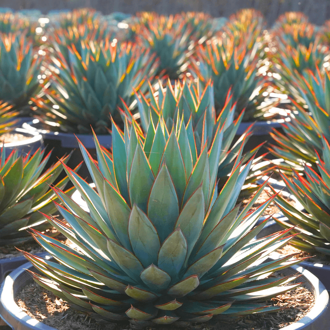 Blue Glow Agave