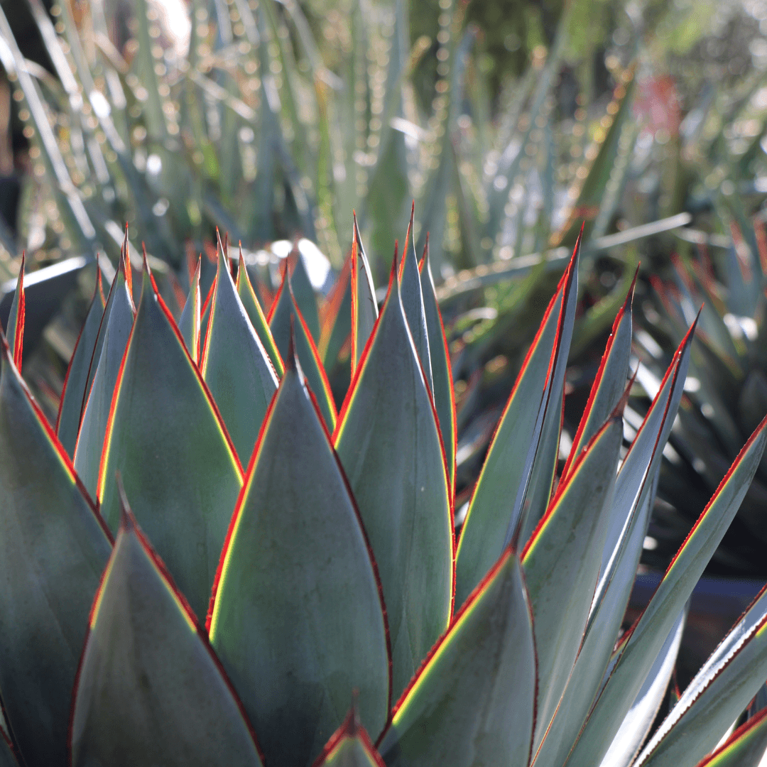 Blue Glow Agave Close Up