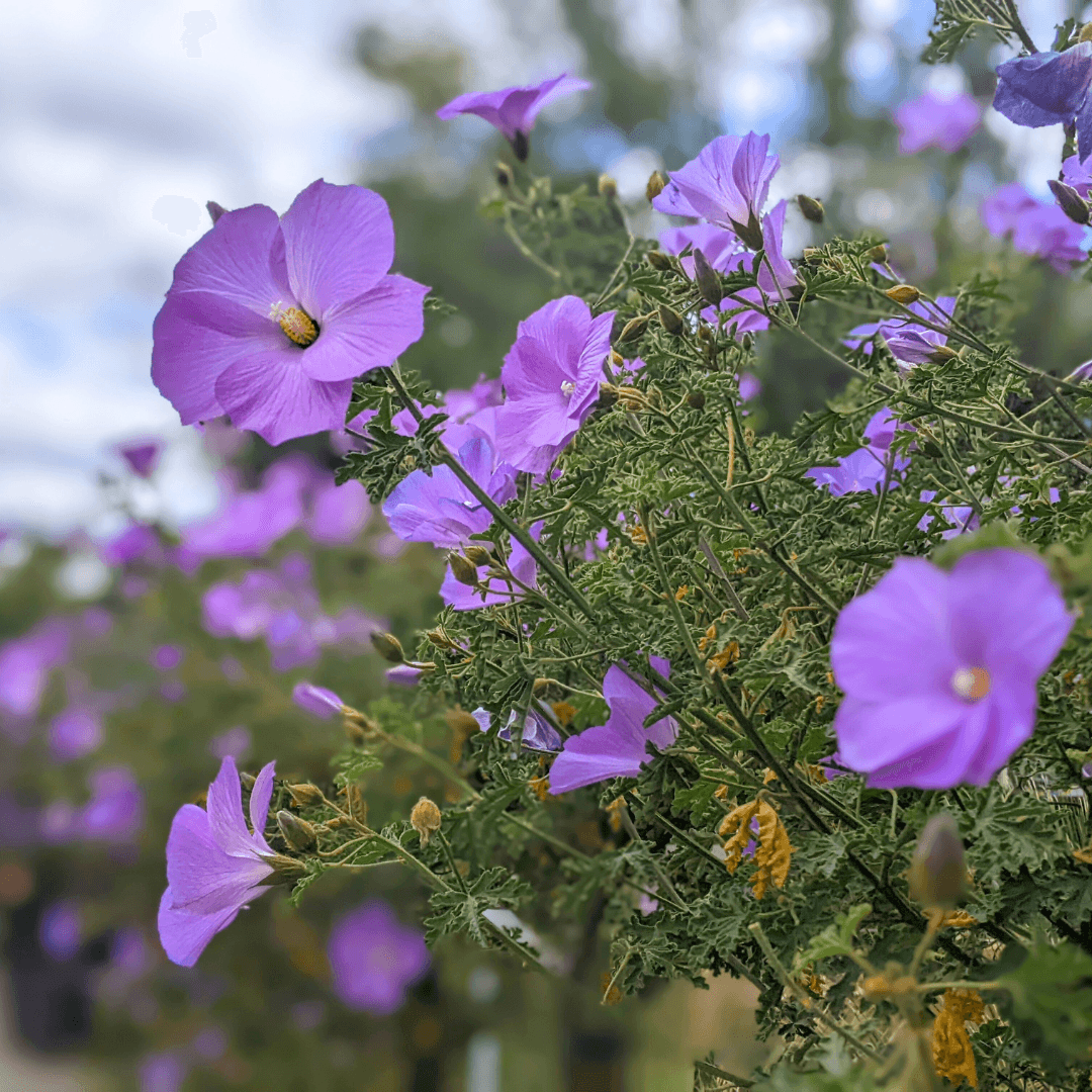 Blue Hibiscus Shrubs