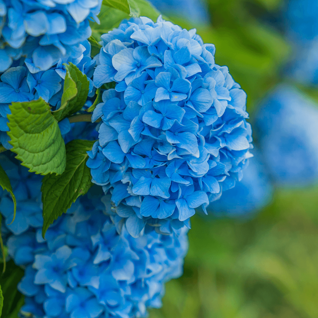 Beautiful Blooming Nantucket Blue Hydrangea Plant with Blue Flowers