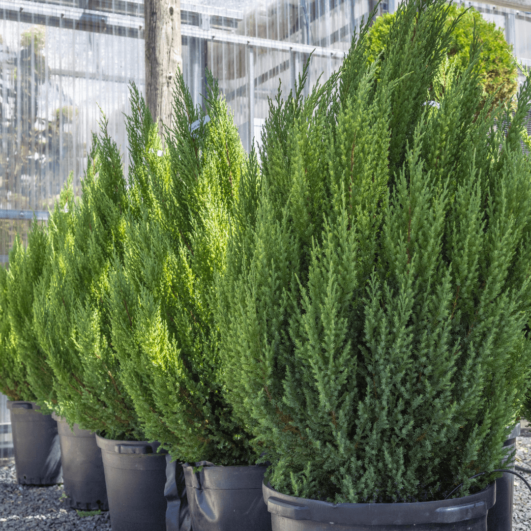Row of Dense Mature Blue Point Juniper Plants in Nursery Aisle 