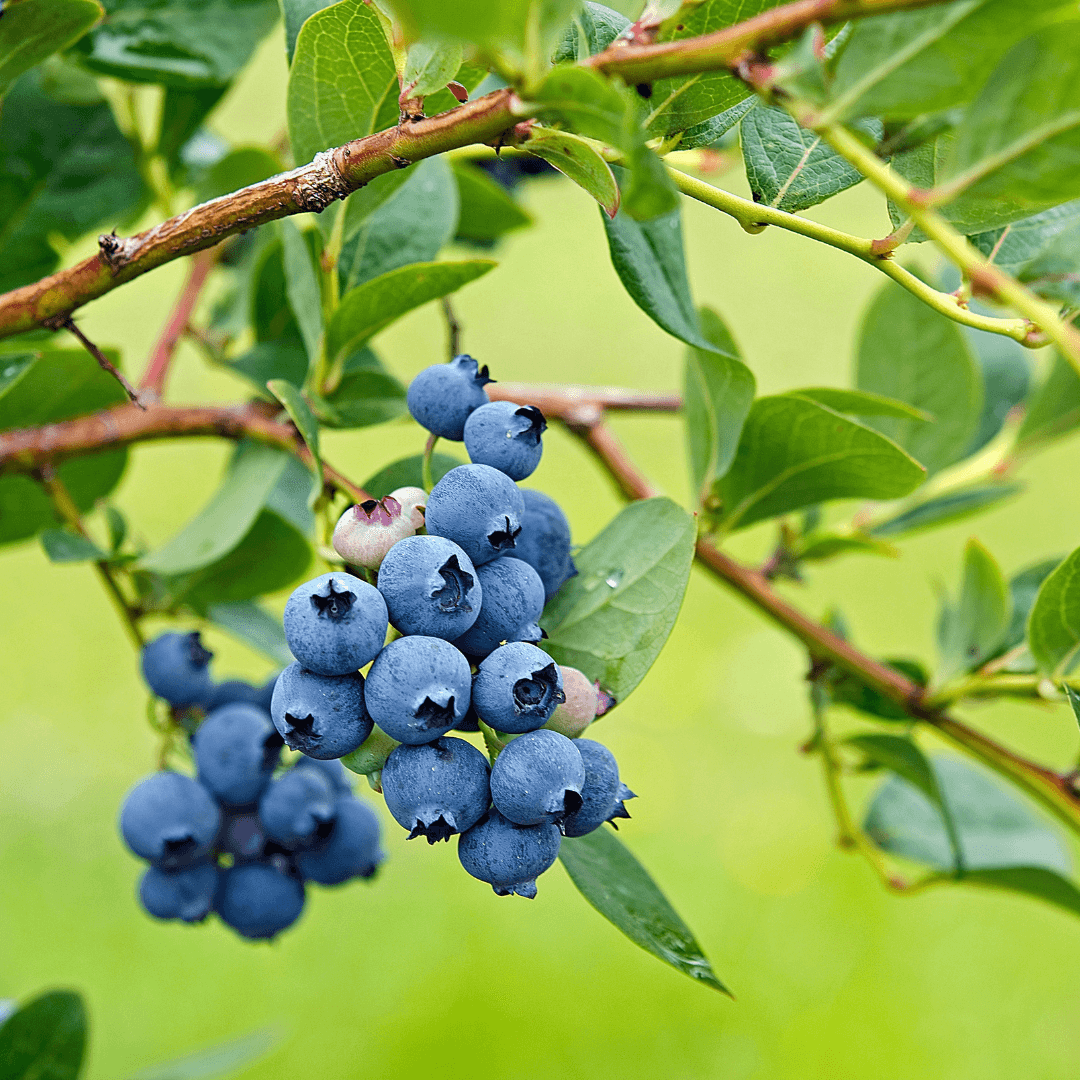 Beautiful Mature Fruiting Blueberry Bush at Nursery