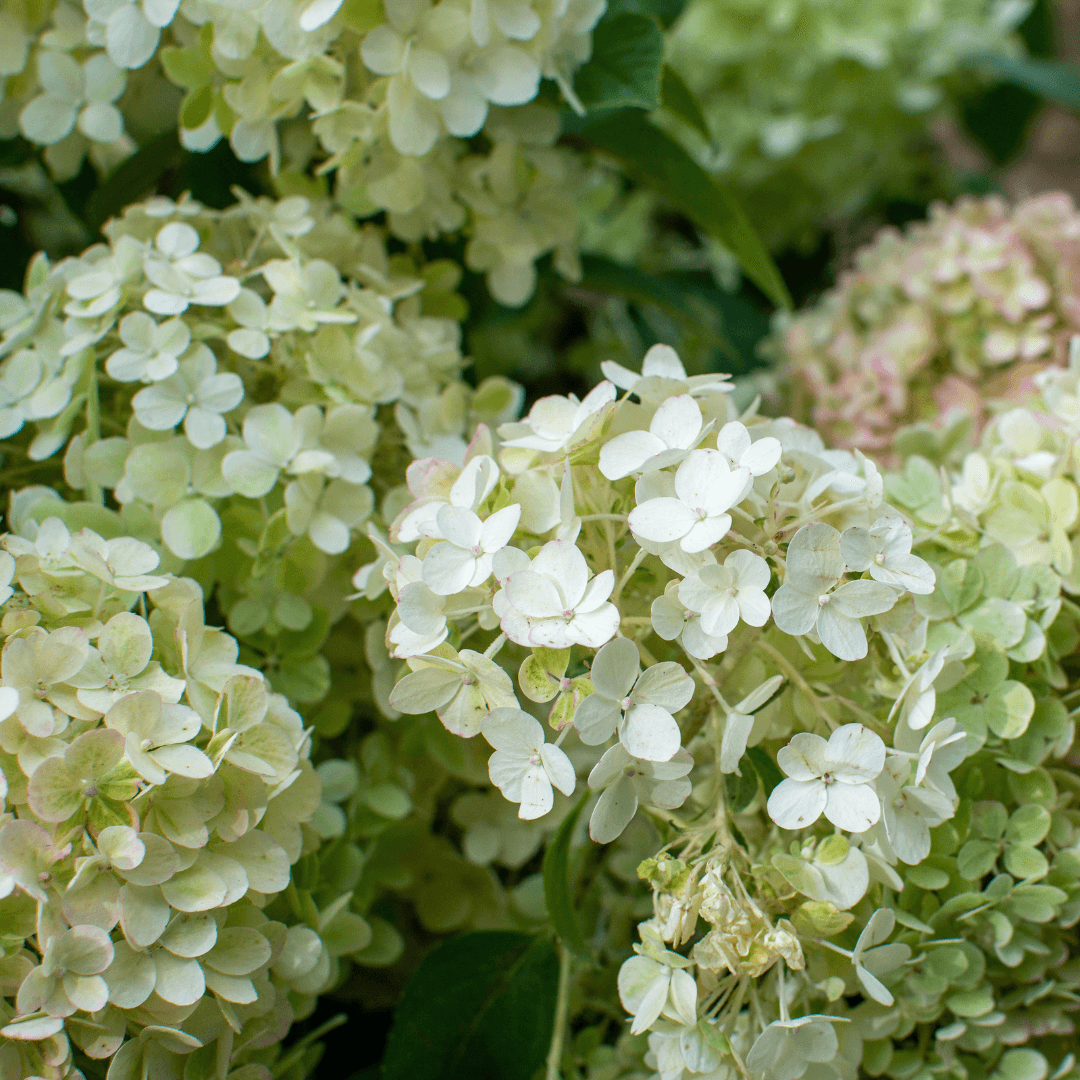 Beautiful Blooming Bobo Hydrangea Plant with White Flowers