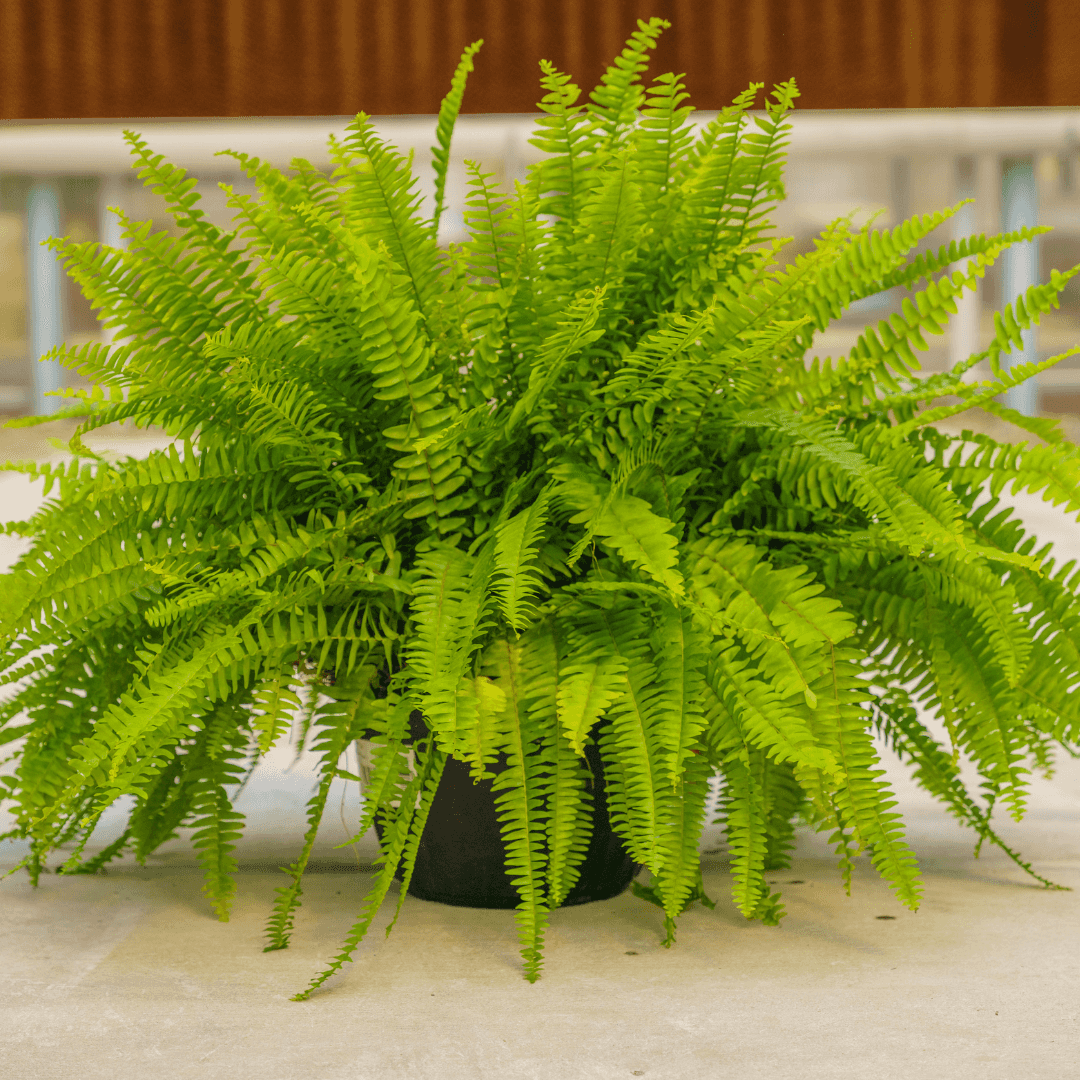 Lush Green Boston Fern Potted
