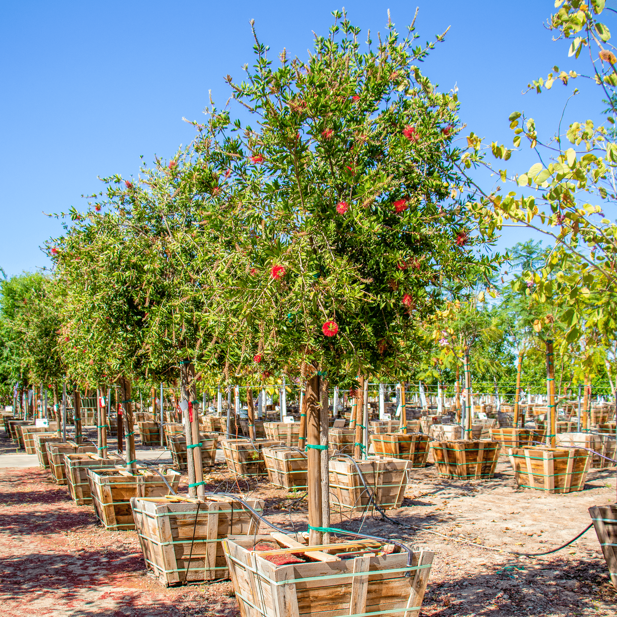 Huge Lemon Bottlebrush Tree row