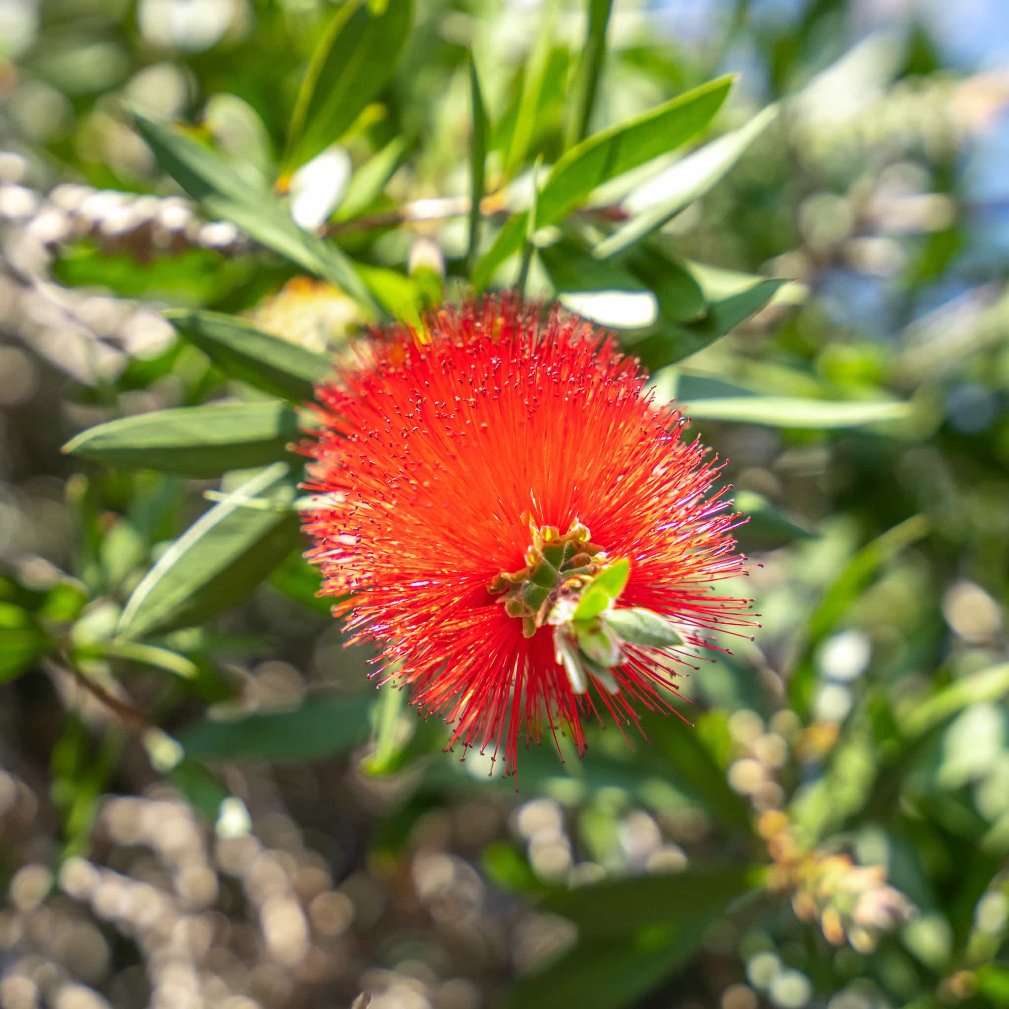 Lemon Bottlebrush Tree flower close up