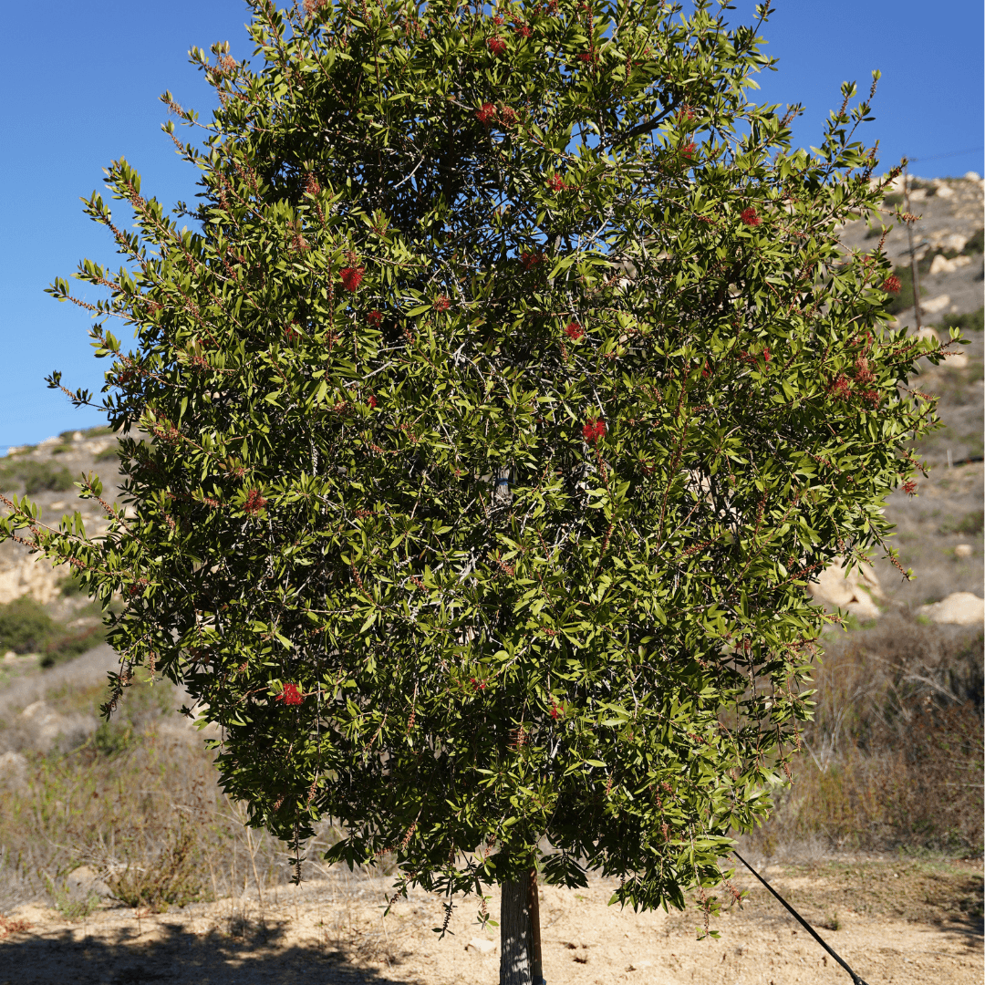 Mature Bottle Brush With Vibrant Red Flowers