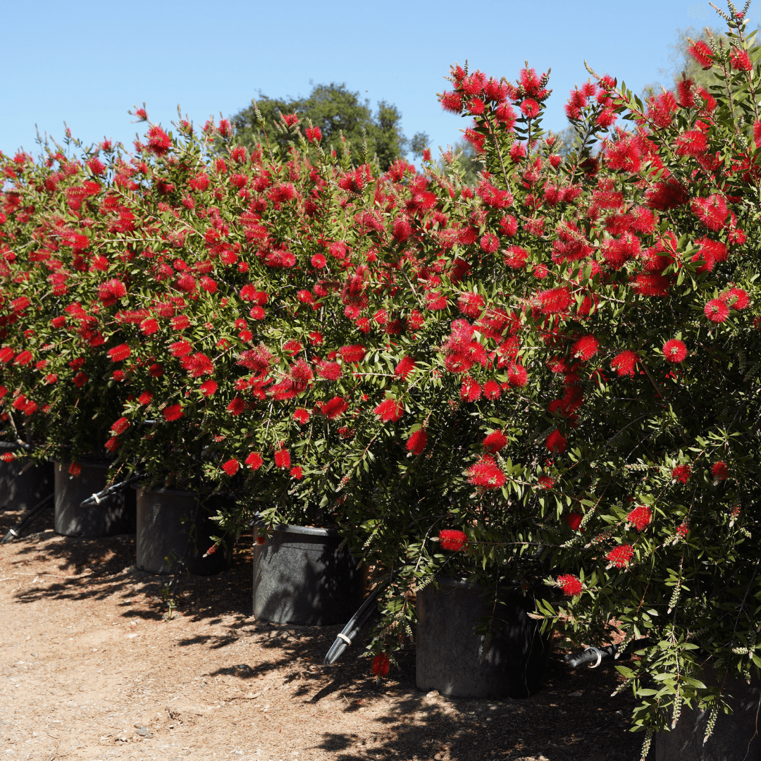 Multiple Mature Bottle Brush With Many Vibrant Red Flowers