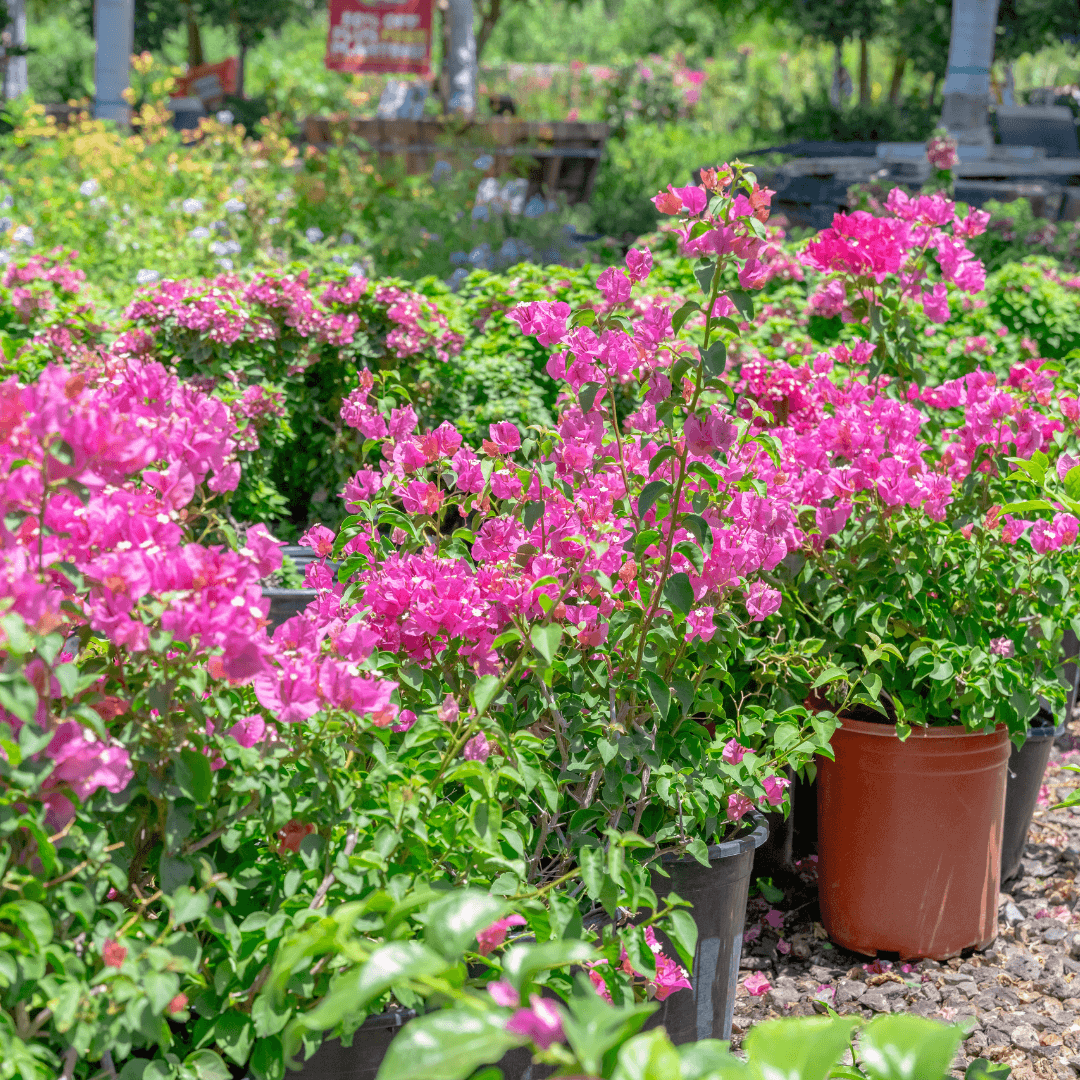 Bougainvillea Shrubs