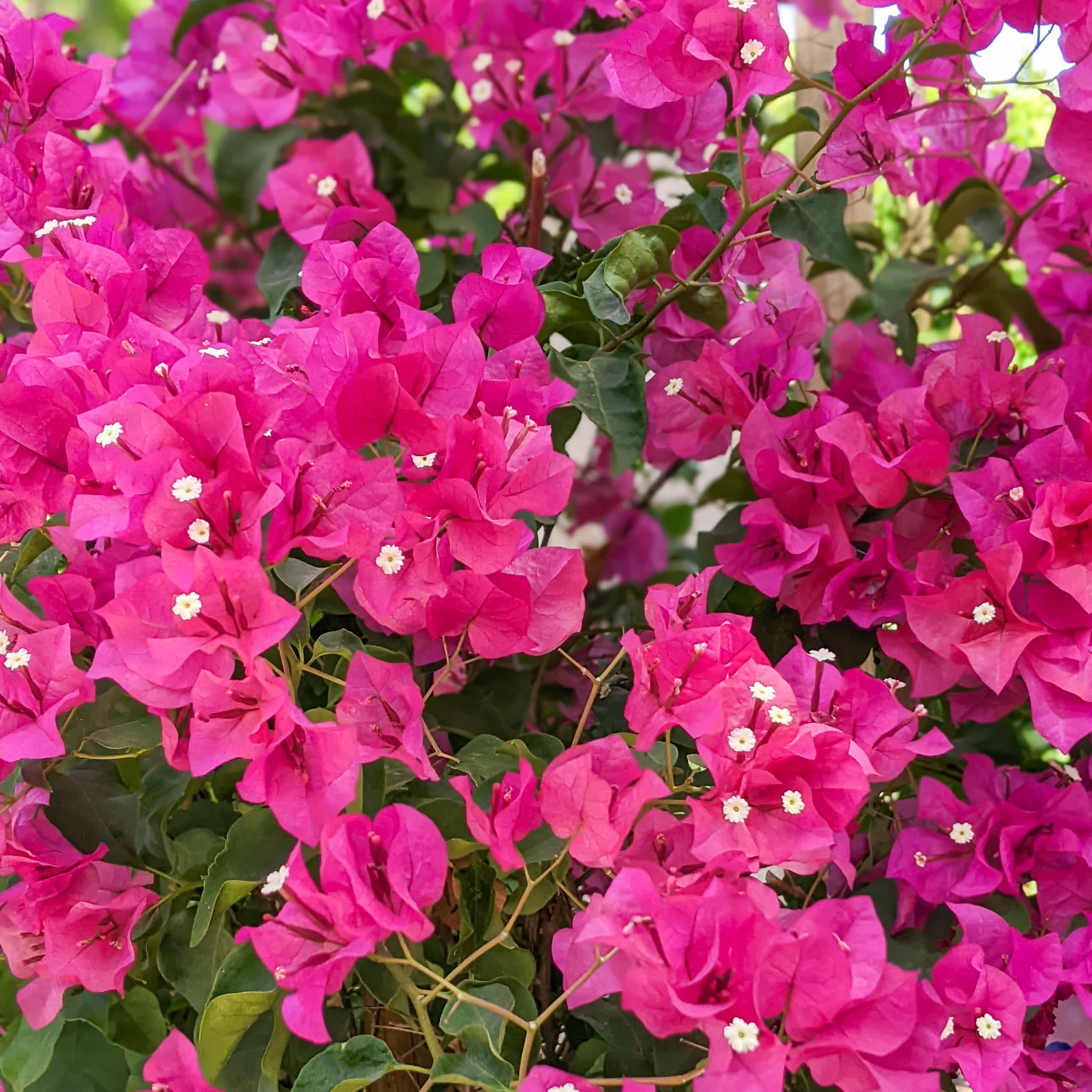 Bougainvillea
