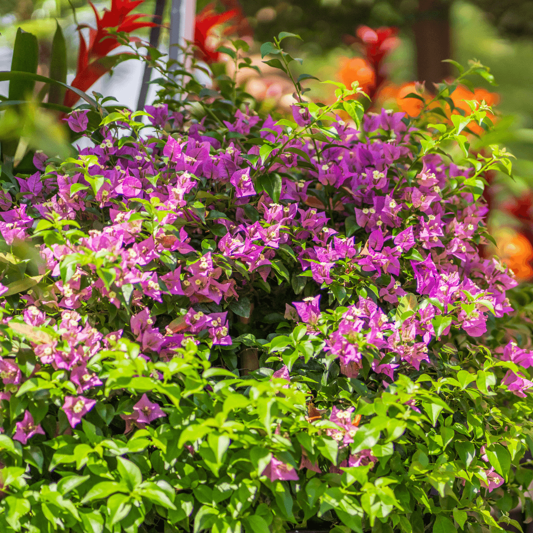 Mature Beautiful Blooming Bougainvillea Alexandra Plant