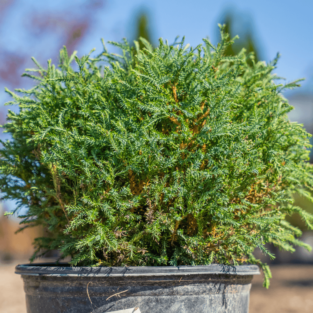 Bowling Ball Arborvitae Potted at Nursery