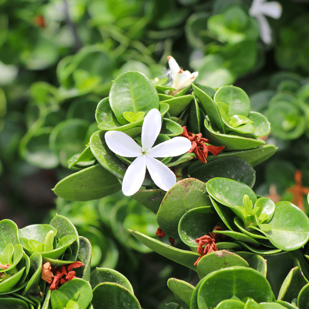 Boxwood Beauty