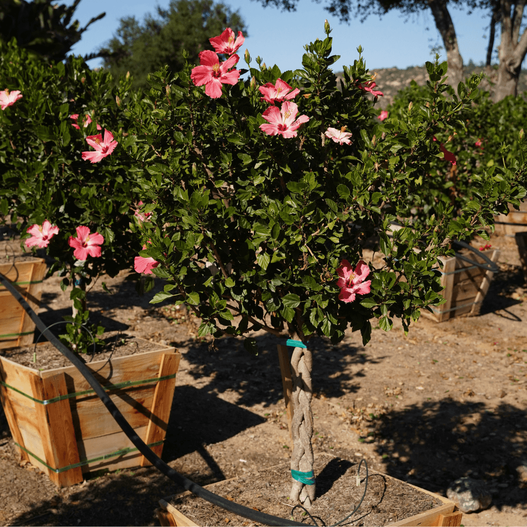 Beautiful Blooming Hibiscus Tree At Nursery