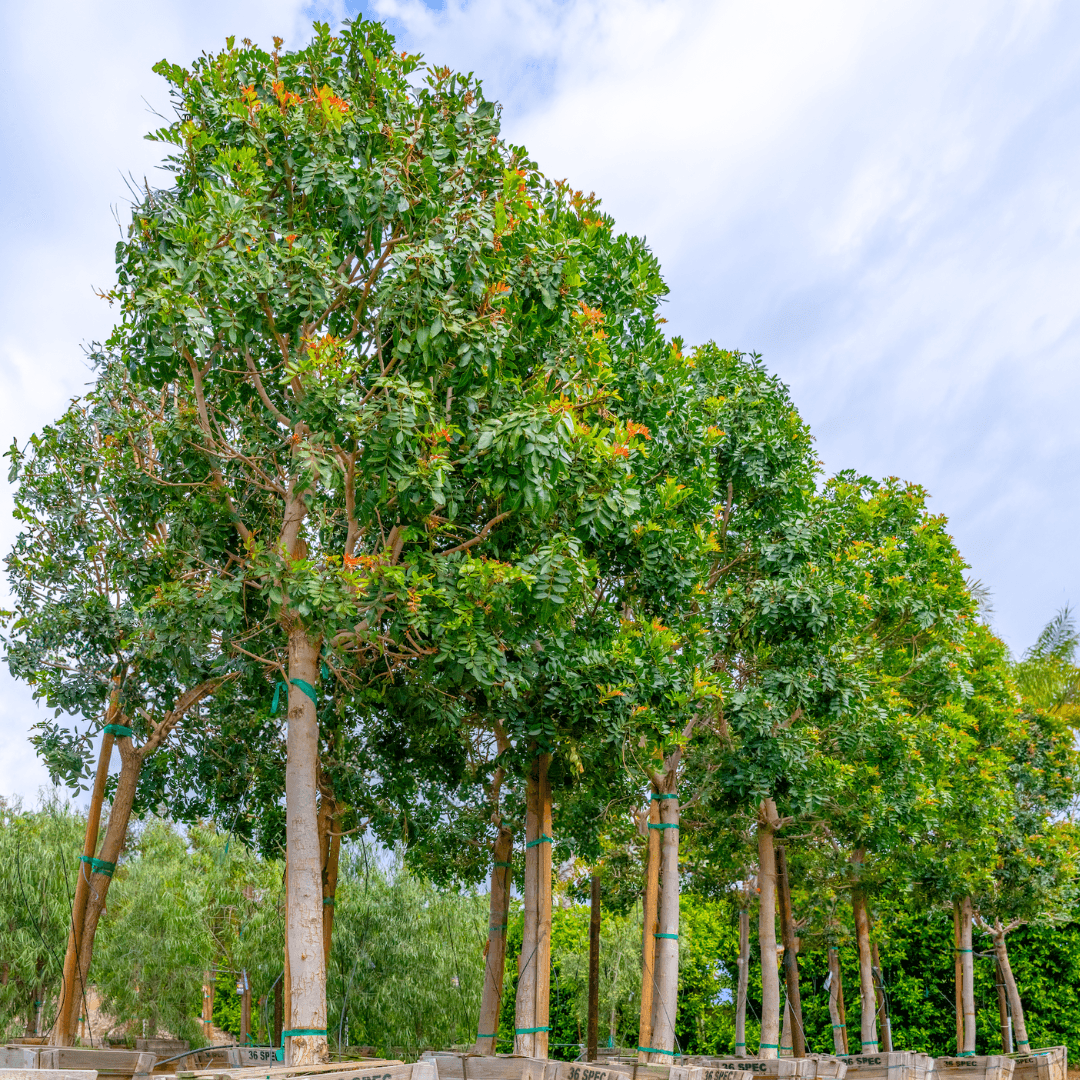 Brazilian Pepper Trees