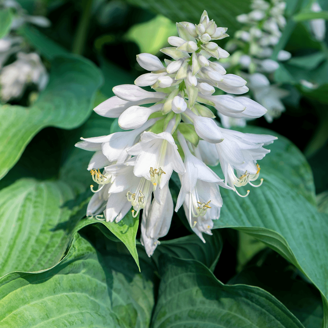 Beautiful Blooming Bressingham Blue Hosta with Vibrant Flowers