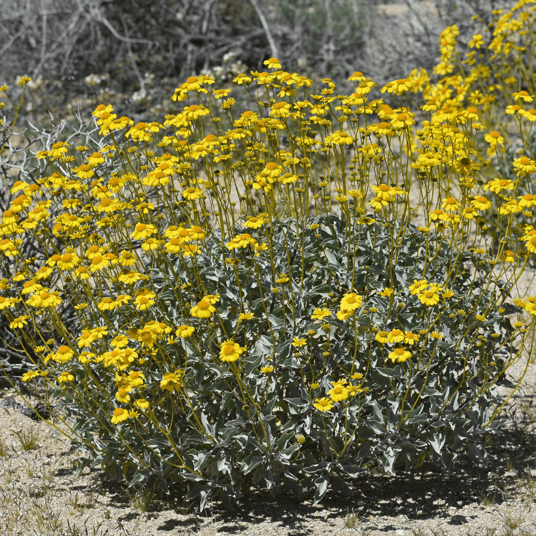 Mature Dense Brittle Bush Planted and Blooming with Yellow Flowers