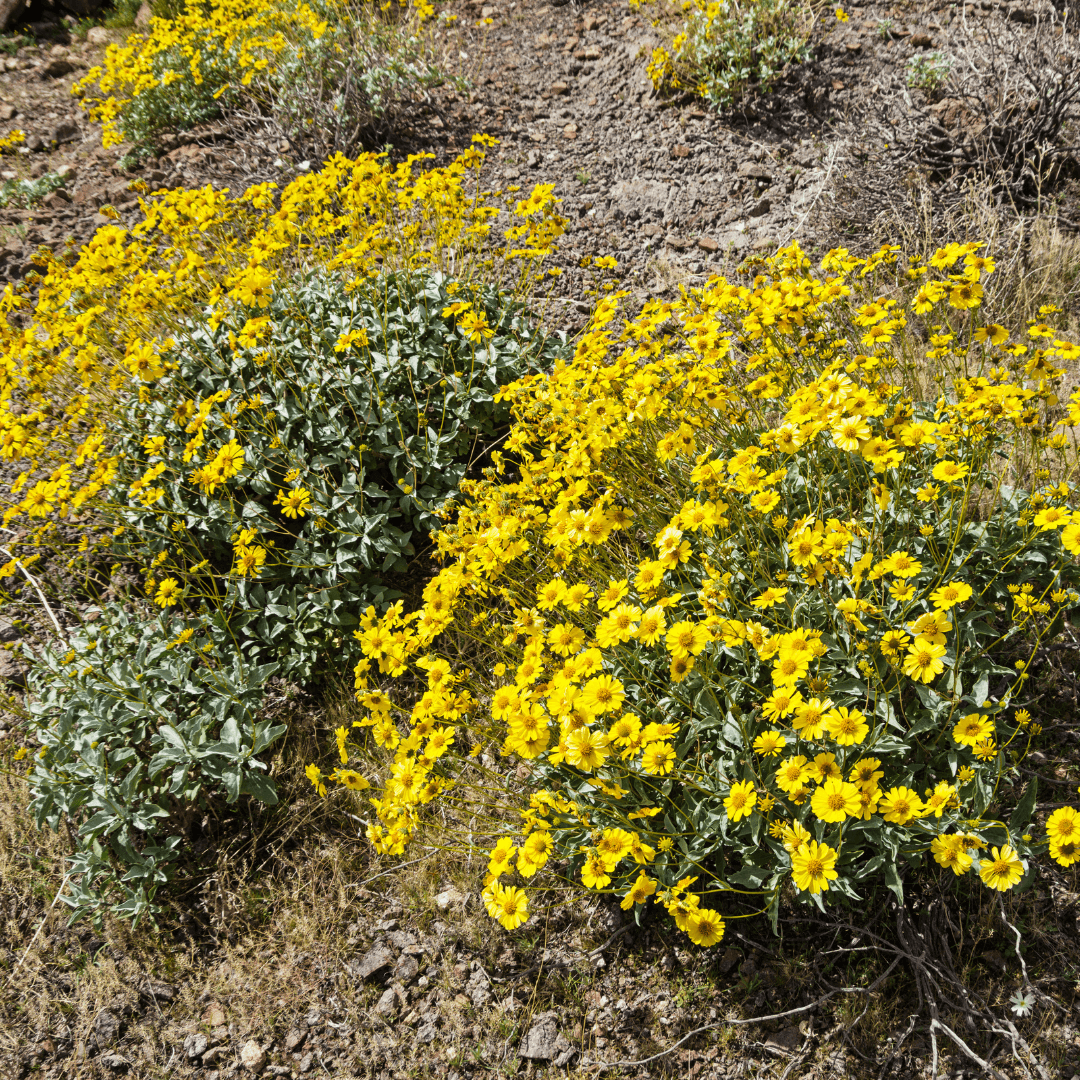 Mature Dense Brittle Bushes Planted and Blooming with Yellow Flowers