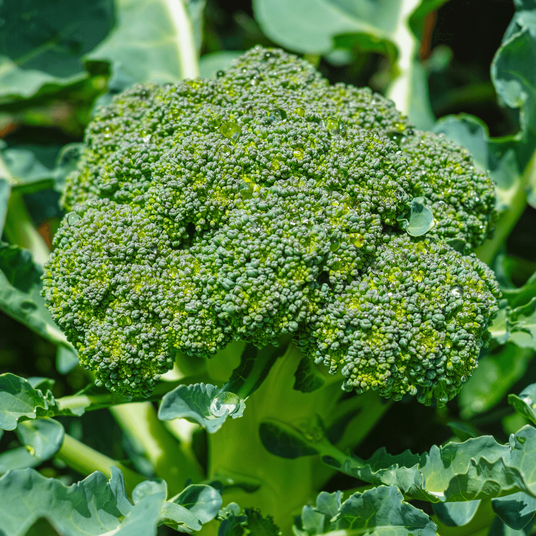 Healthy Green Broccoli Planted