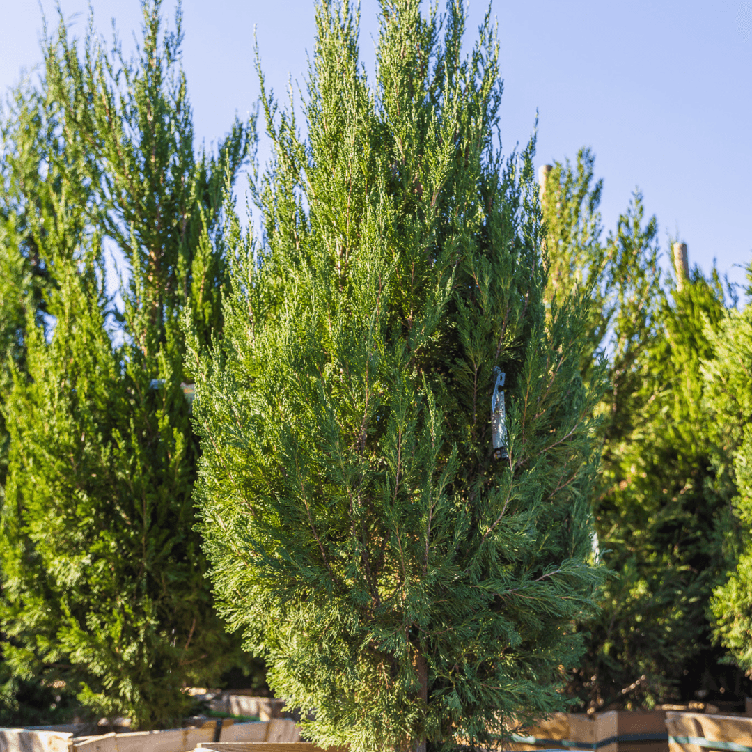 Mature Green Brodie Juniper at Nursery