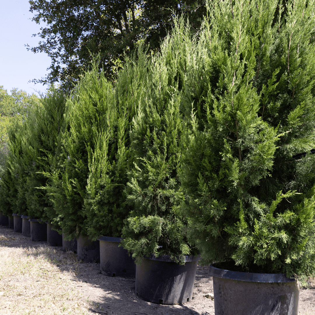 Row of Mature Green Brodie Juniper at Nursery