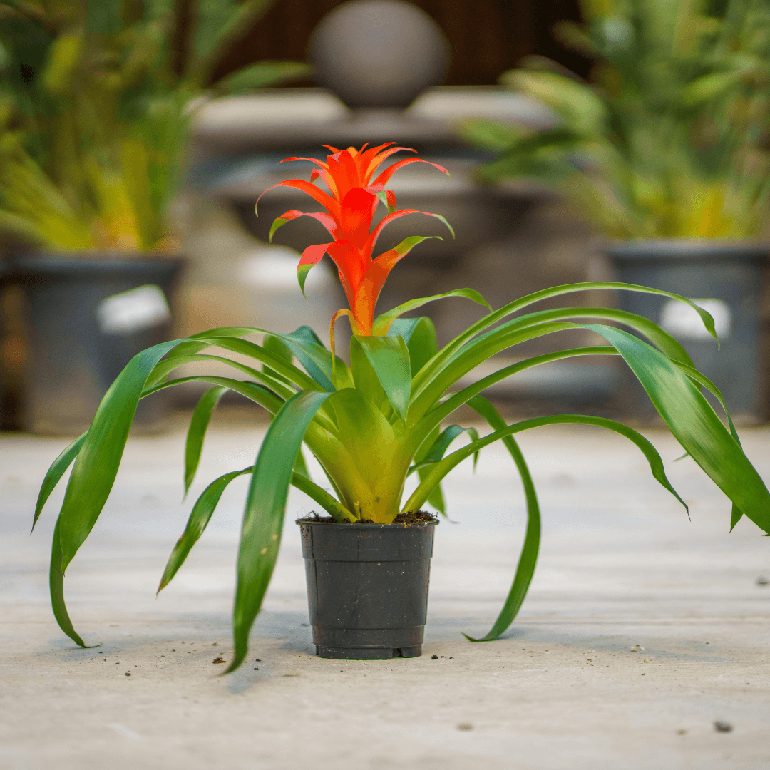 Beautiful Blooming Bromeliad