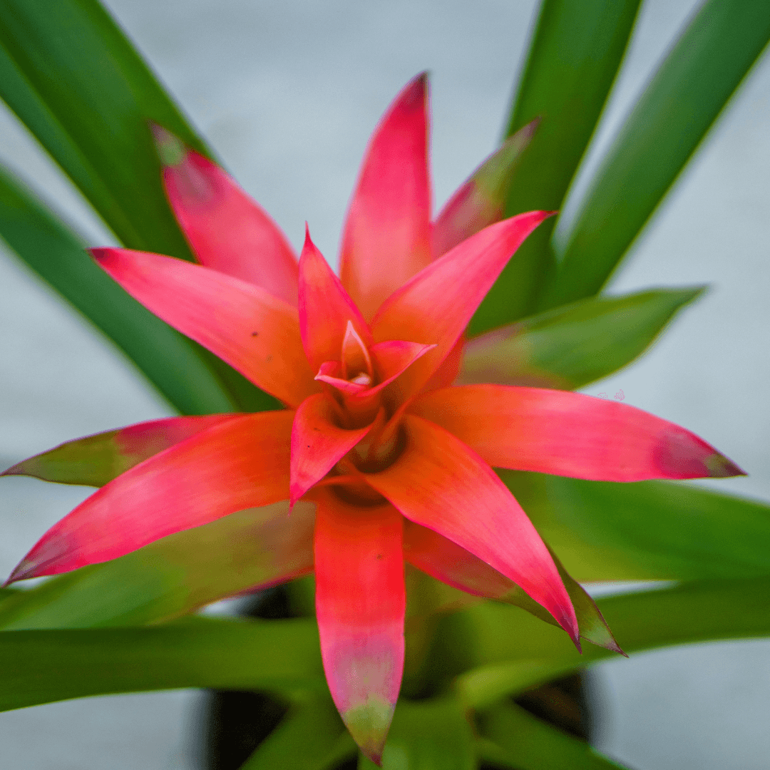 Beautiful Blooming Bromeliad