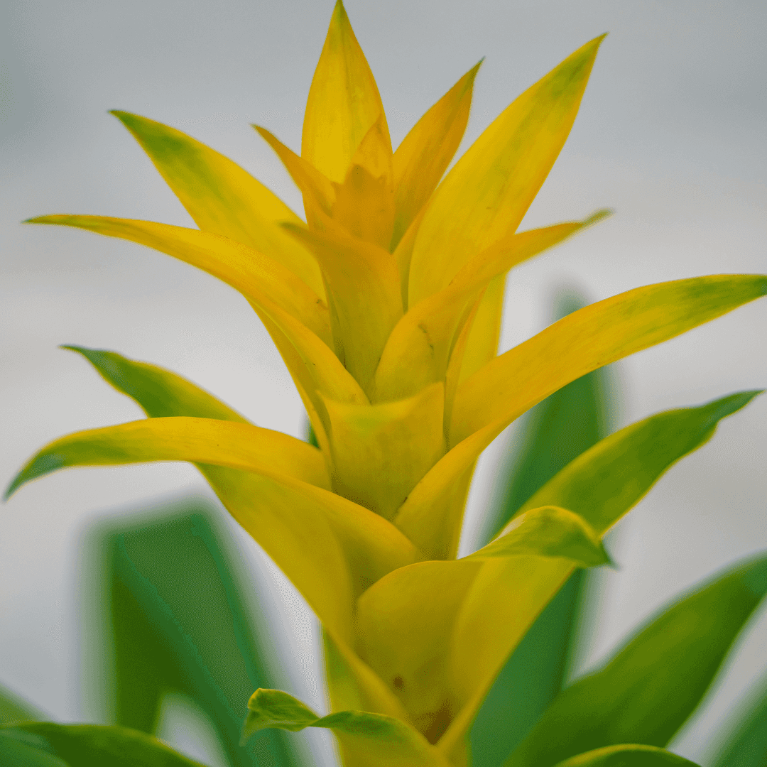 Beautiful Blooming Bromeliad