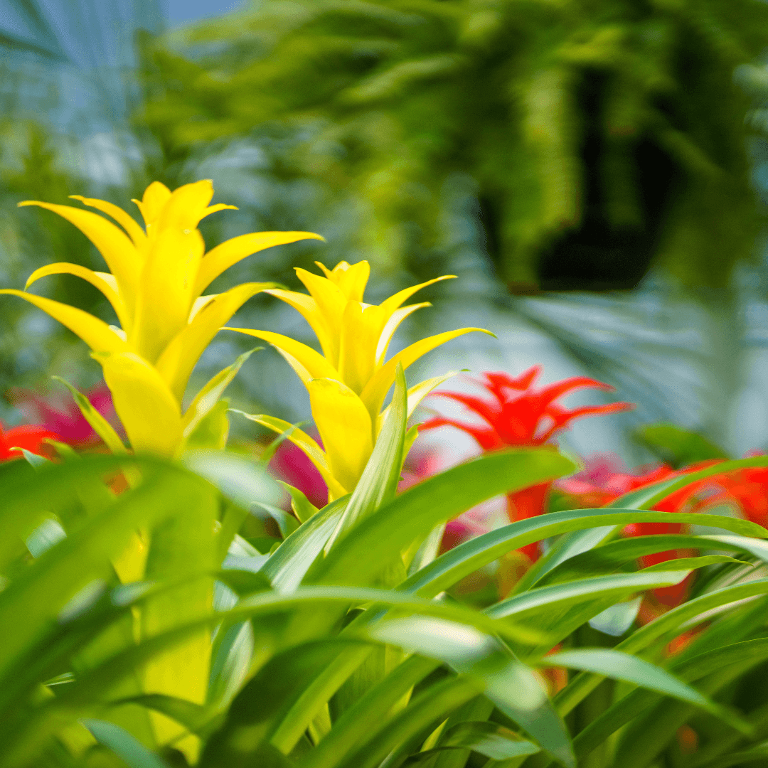 Beautiful Blooming Bromeliad Assorted Colors13