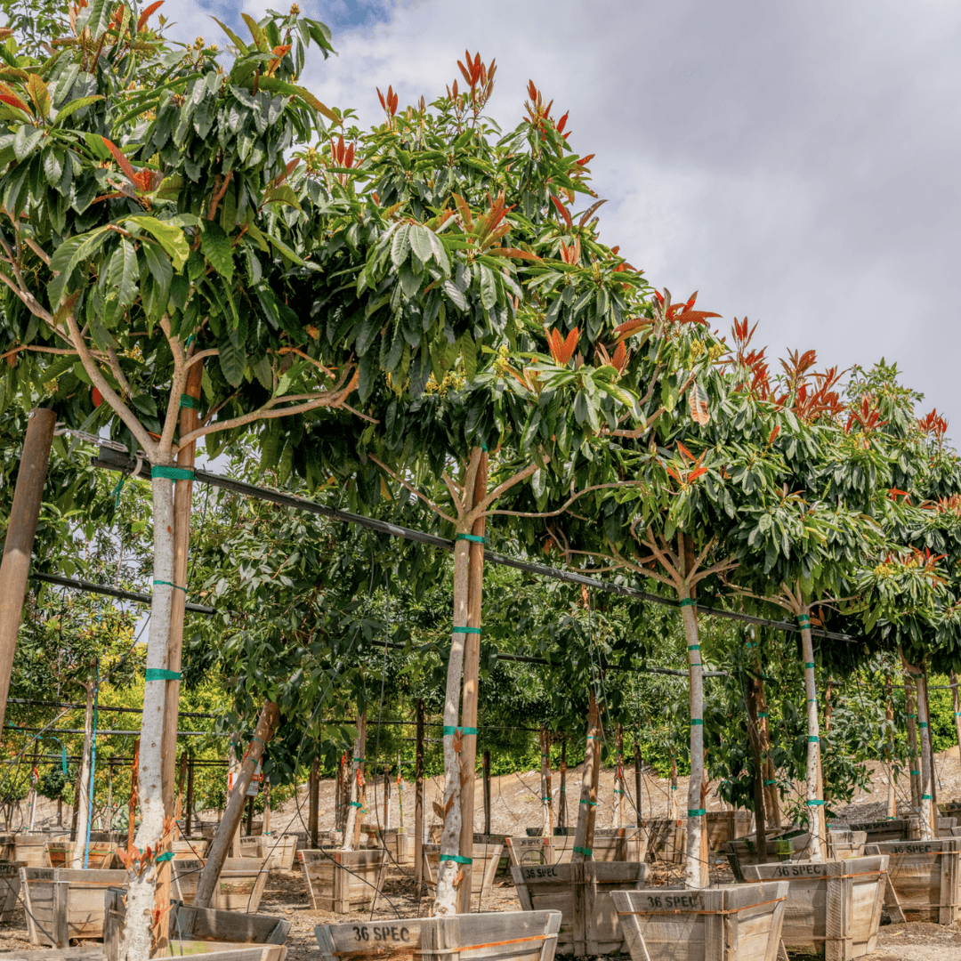 Multiple Bronze Loquat 