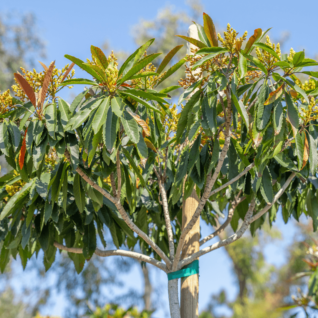 Beautiful Dense Bronze Loquat 