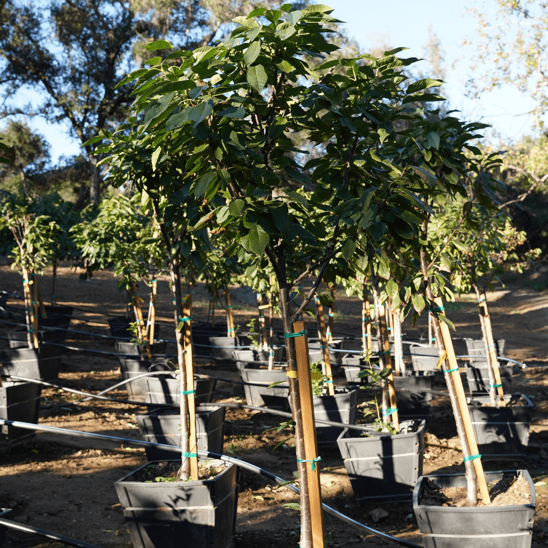 Full Brooks Cherry Tree in Nursery Aisle